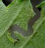 Aproceros leucopoda
